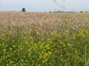 Champ de céréales et colza