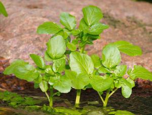 Nasturtium officinale