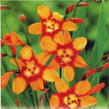 Crocosmia 'Emily Mc Kenzie'