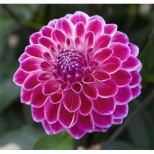 Dahlia balle 'Toupie®'