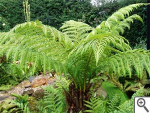 Frondes de fougère arborescente