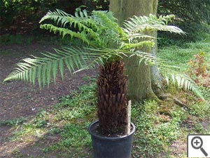 Dicksonia antartica