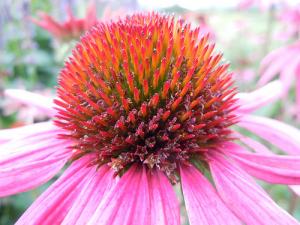 Echinacea purpurea