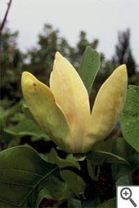Magnolia Brooklynensis Yellow Bird