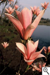 Magnolia Heaven Scent