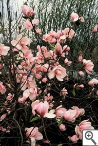 Magnolia iolanthe
