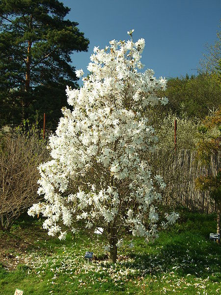 planter un magnolia stellata