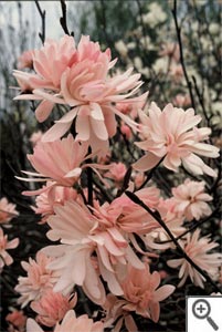 Magnolia étoilé rose