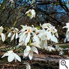 Magnolia Wada's Memory