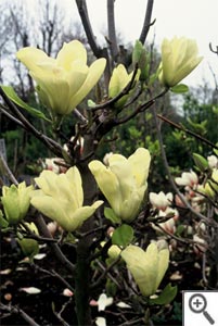Magnolia x brooklynensis Elizabeth