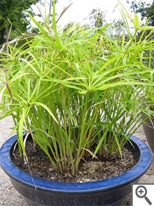Papyrus en pot