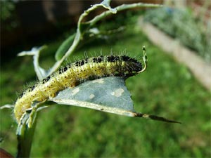 Chenille de piéride du chou