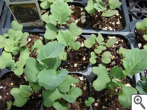 Semis de brocoli