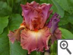 Iris Dame de coeur