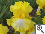 Iris Dominique C.