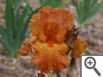 Iris Hermès