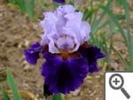 Iris Magnétisme