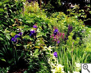 Scène avec iris et nepetas
