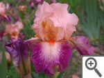 Iris Rose de Perse