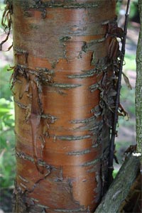 Ecorce de Prunus maackii