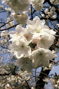 Prunus serrulata taihaku