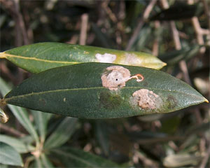 Parasite de l olivier