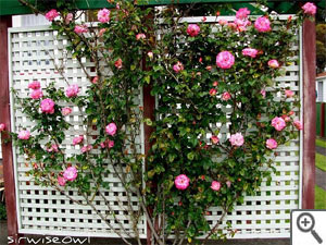 Treillage avec rosier grimpant