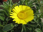 Asteriscus maritimus