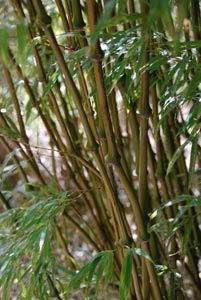 Bambouseraie d'Anduze : bambou aplati