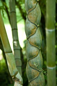 Bambouseraie d'Anduze : bambou Kikko