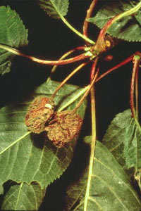 Moniliose des Prunus - Sporulation de Monilia laxa sur cerises momifiées.
