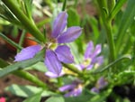 Scaevola