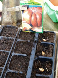 Semis de l&eacute;gumes en godets
