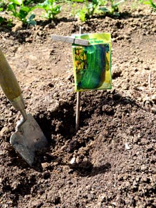 Semis en pleine terre