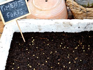 Semis en caissette pour serre