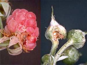 Byturus urbanus - Framboise attaquée par une larve qui ronge la base des drupes - Morsures d'adulte sur bouton de framboisier