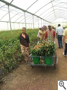 Cueillette des roses en Ethiopie