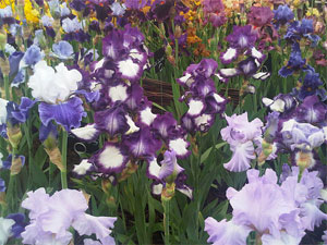 Iris Cayeux