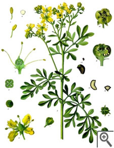 Ruta officinalis