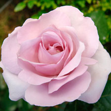 La rose du petit prince