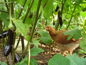 Poule au potager