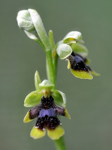 Ophrys aymoninii