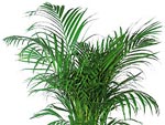 Areca : un palmier d'intérieur facile à vivre