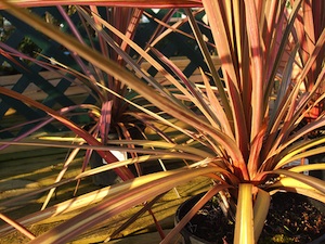 Plante cordyline