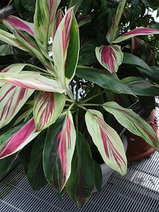 Cordyline fruticosa Kiwi