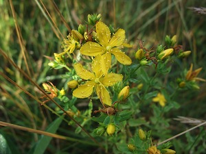 Millepertuis (Hypericum perforatum)