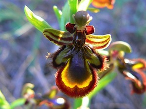 Les orchidées sauvages, méconnues et menacées
