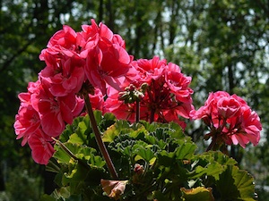 planter un geranium