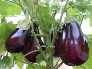 Aubergines