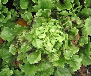 Chicorée scarole